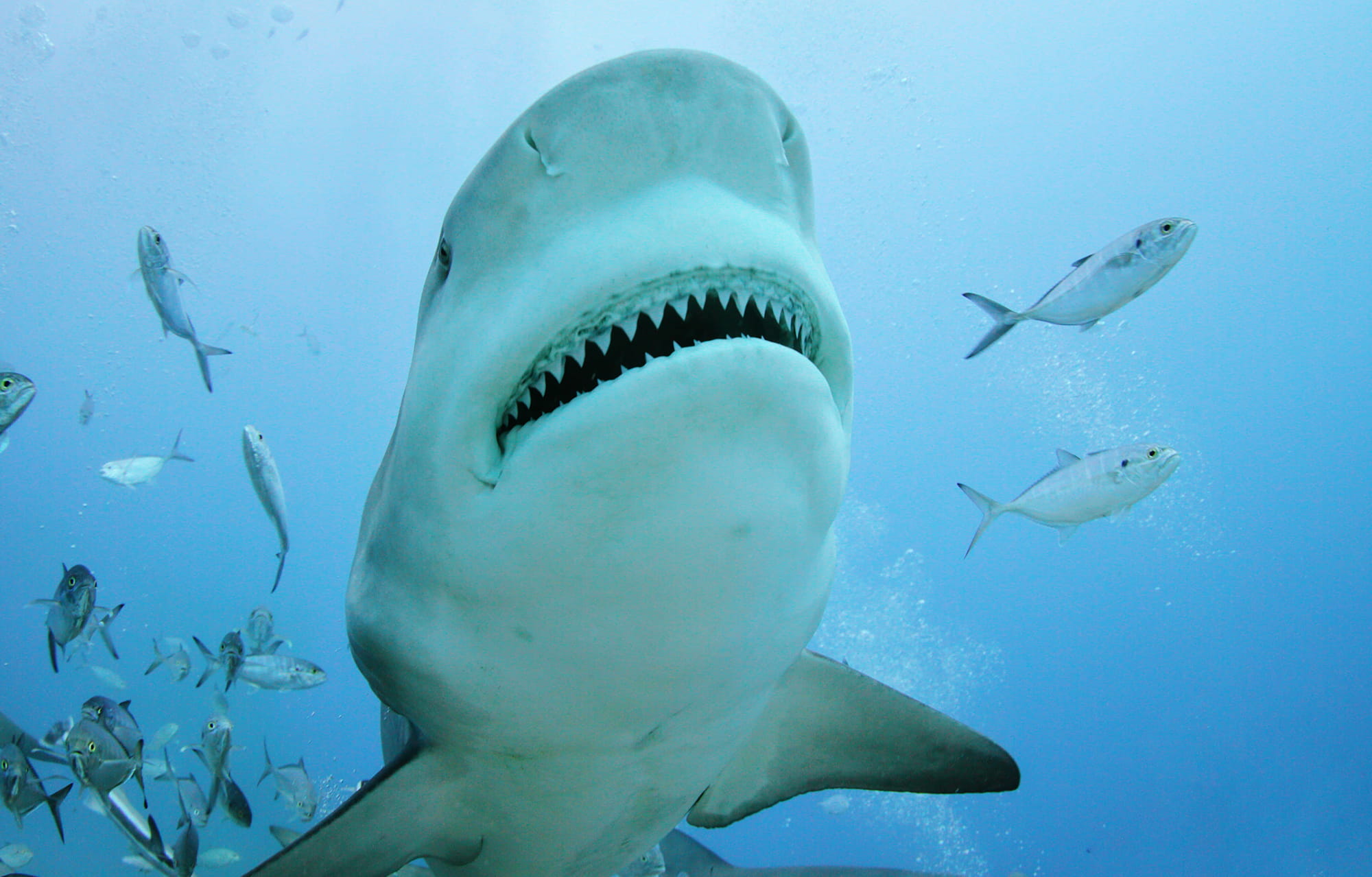 Bulk Shark nėrimas