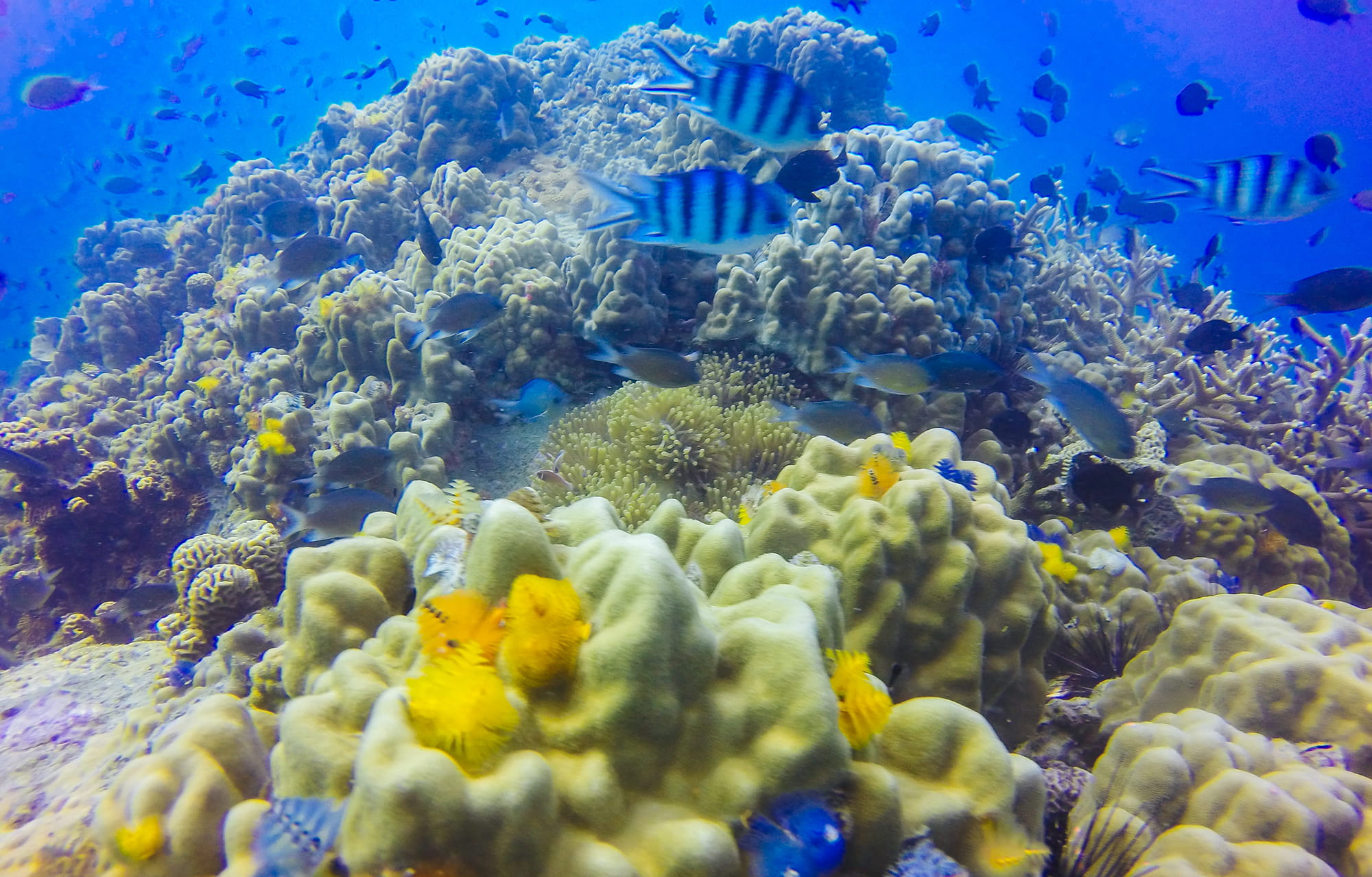 Cozumel nėrimas