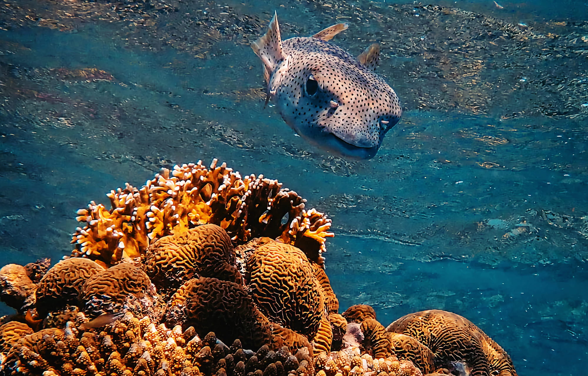 playa del carmen, rifas